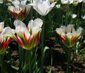 Тюльпан Флейминг Спринг Грин (Tulipa Flaming Spring Green) — фото 4