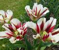 Тюльпан Флейминг Спринг Грин (Tulipa Flaming Spring Green) — фото 5