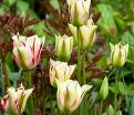 Тюльпан Флейминг Спринг Грин (Tulipa Flaming Spring Green) — фото 7