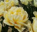 Тюльпан Флейминг Эвита (Tulipa Flaming Evita) — фото 2