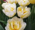 Тюльпан Флейминг Эвита (Tulipa Flaming Evita) — фото 4