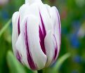 Тюльпан Флэйминг Флэг (Tulipa Flaming Flag) — фото 3