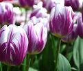 Тюльпан Флэйминг Флэг (Tulipa Flaming Flag) — фото 4