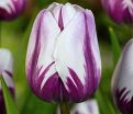Тюльпан Флэйминг Флэг (Tulipa Flaming Flag) — фото 5