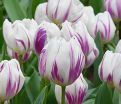 Тюльпан Флэйминг Флэг (Tulipa Flaming Flag) — фото 6