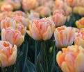Тюльпан Фокси Фокстрот (Tulipa Foxy Foxtrot) — фото 2