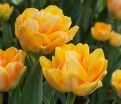 Тюльпан Фокси Фокстрот (Tulipa Foxy Foxtrot) — фото 3