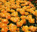 Тюльпан Фокси Фокстрот (Tulipa Foxy Foxtrot) — фото 5