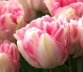 Тюльпан Фокстрот (Tulipa Foxtrot) — фото 4