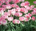 Тюльпан Фокстрот (Tulipa Foxtrot) — фото 5