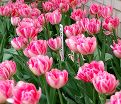 Тюльпан Фокстрот (Tulipa Foxtrot) — фото 6
