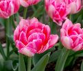 Тюльпан Фокстрот Микс (Tulipa Foxtrot Mix) — фото 3