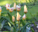 Тюльпан Фьюр Элиз (Tulipa Für Elise, Fur Elise) — фото 4