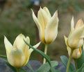 Тюльпан Фьюр Элиз (Tulipa Für Elise, Fur Elise) — фото 9