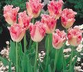 Тюльпан Фэнси Фриллс (Tulipa Fancy Frills) — фото 3