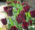 Тюльпан Хавран (Tulipa Havran) — фото 3