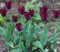 Тюльпан Хавран (Tulipa Havran) — фото 4