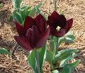 Тюльпан Хавран (Tulipa Havran) — фото 5