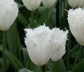 Тюльпан Ханимун (Tulipa Honeymoon) — фото 4