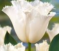 Тюльпан Ханимун (Tulipa Honeymoon) — фото 5