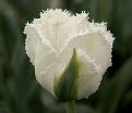 Тюльпан Ханимун (Tulipa Honeymoon) — фото 6
