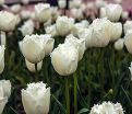 Тюльпан Ханимун (Tulipa Honeymoon) — фото 7
