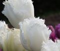 Тюльпан Ханимун (Tulipa Honeymoon) — фото 8