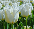 Тюльпан Ханимун (Tulipa Honeymoon) — фото 9