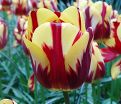 Тюльпан Хелмар (Tulipa Helmar) — фото 3