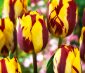 Тюльпан Хелмар (Tulipa Helmar) — фото 4