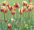 Тюльпан Хелмар (Tulipa Helmar) — фото 5