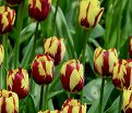 Тюльпан Хелмар (Tulipa Helmar) — фото 7