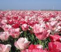 Тюльпан Хемисфер (Tulipa Hemisphere) — фото 2