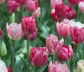 Тюльпан Хемисфер (Tulipa Hemisphere) — фото 3