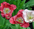 Тюльпан Хемисфер (Tulipa Hemisphere) — фото 4