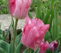 Тюльпан Хемисфер (Tulipa Hemisphere) — фото 5