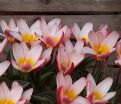 Тюльпан Хартс Делайт (Tulipa Heart's Delight) — фото 2
