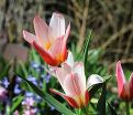 Тюльпан Хартс Делайт (Tulipa Heart's Delight) — фото 4