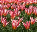 Тюльпан Хартс Делайт (Tulipa Heart's Delight) — фото 5