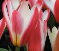 Тюльпан Хартс Делайт (Tulipa Heart's Delight) — фото 6