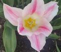 Тюльпан Холанд Чик (Tulipa Holland Chic) — фото 3