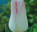Тюльпан Холанд Чик (Tulipa Holland Chic) — фото 5