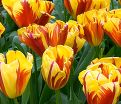 Тюльпан Холланд Куин (Tulipa Holland Queen) — фото 2