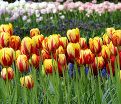 Тюльпан Холланд Куин (Tulipa Holland Queen) — фото 3
