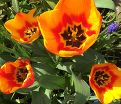 Тюльпан Холланд Куин (Tulipa Holland Queen) — фото 4