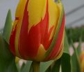 Тюльпан Холланд Куин (Tulipa Holland Queen) — фото 5