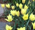 Тюльпан Хонки Тонк (Tulipa Honky Tonk) — фото 2