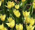 Тюльпан Хонки Тонк (Tulipa Honky Tonk) — фото 3