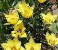 Тюльпан Хонки Тонк (Tulipa Honky Tonk) — фото 4