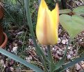 Тюльпан Хонки Тонк (Tulipa Honky Tonk) — фото 6
